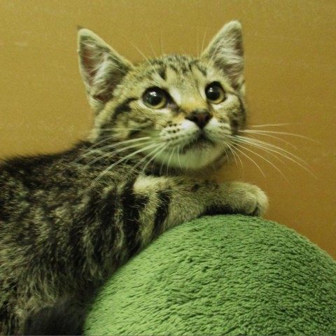 Zero, an adoptable Domestic Short Hair in Coos Bay, OR, 97420 | Photo Image 1