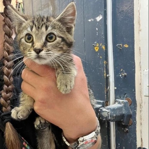 Zero, an adoptable Domestic Short Hair in Coos Bay, OR, 97420 | Photo Image 2