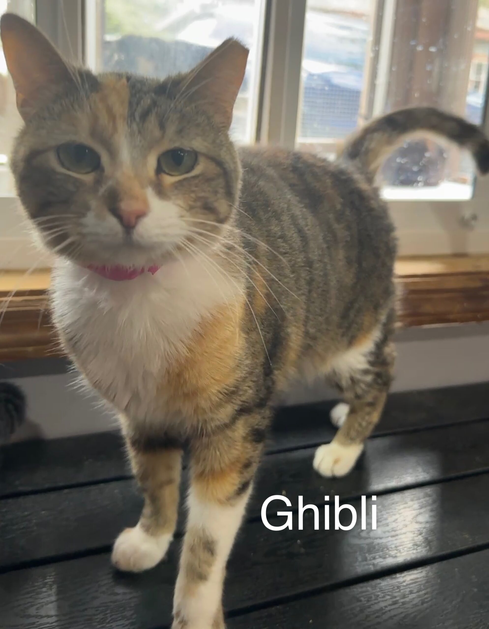 Ghibli