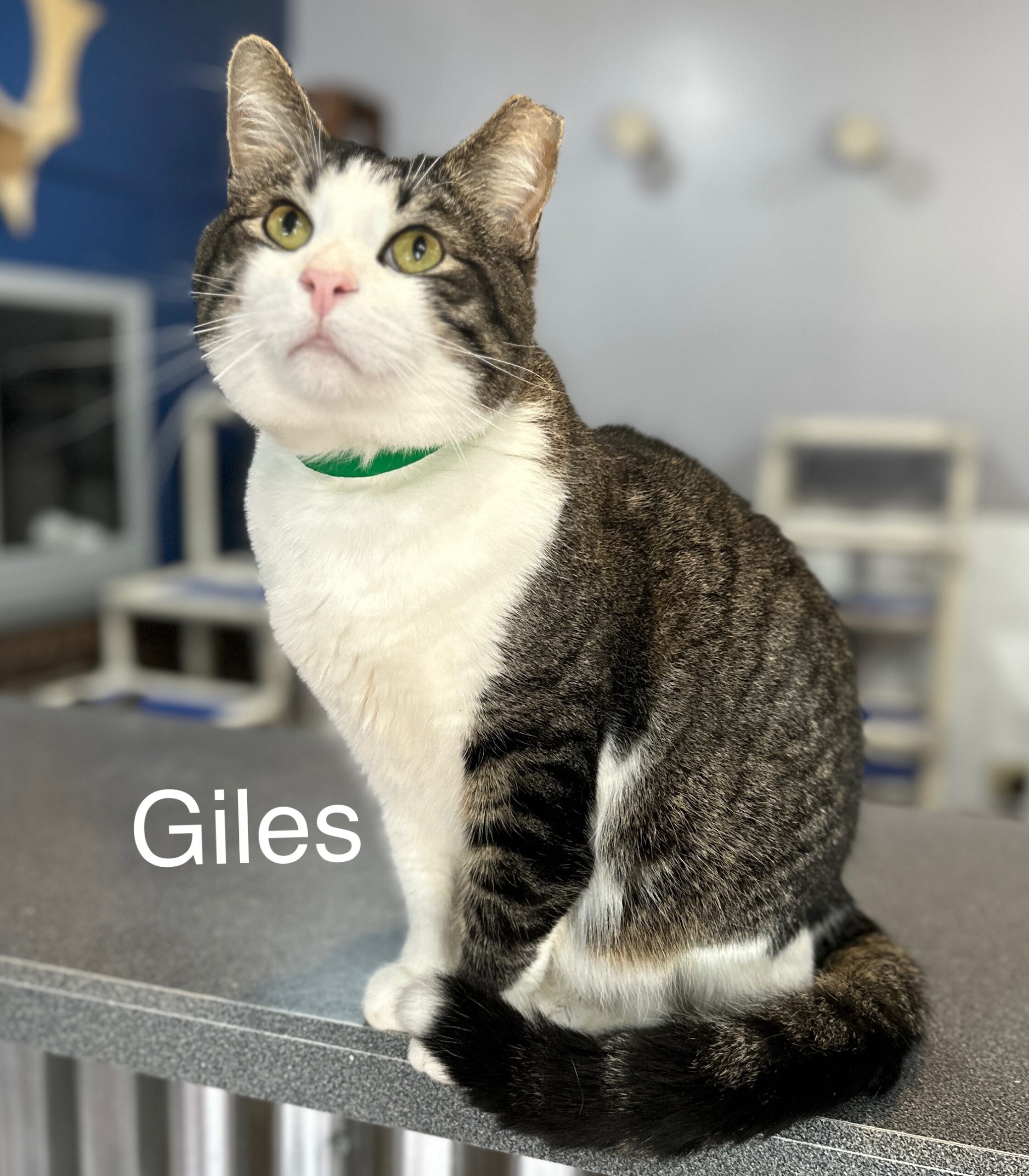 Giles (Corey)
