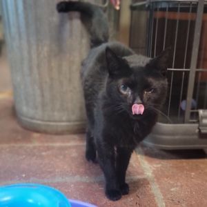 Leia, Adult Female Domestic Short Hair