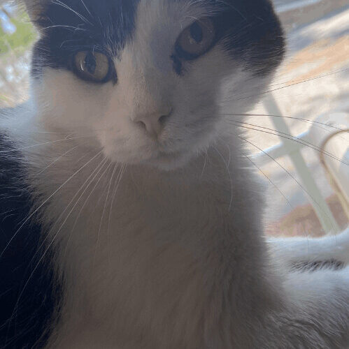 Uma Purrman