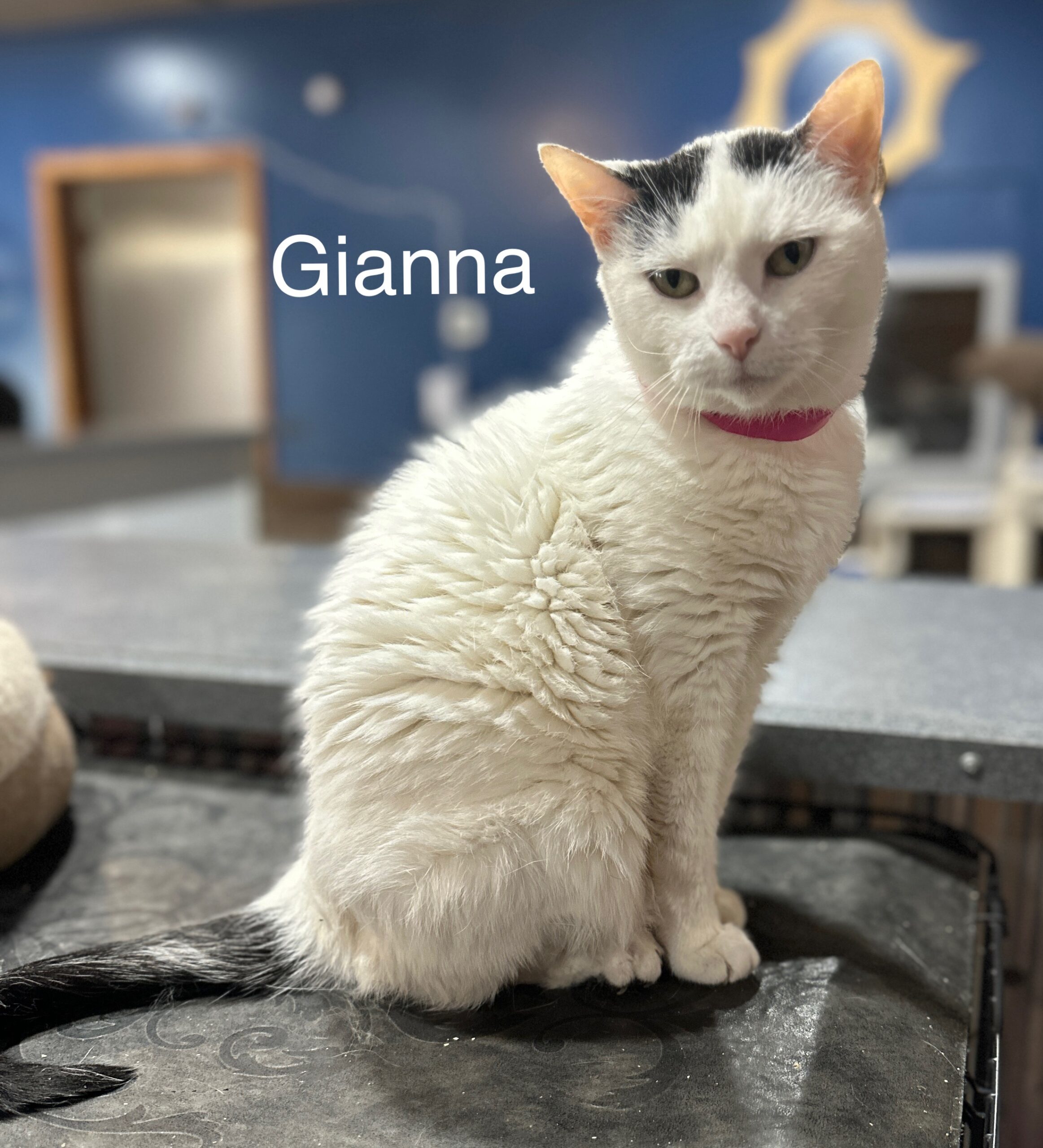 Gianna