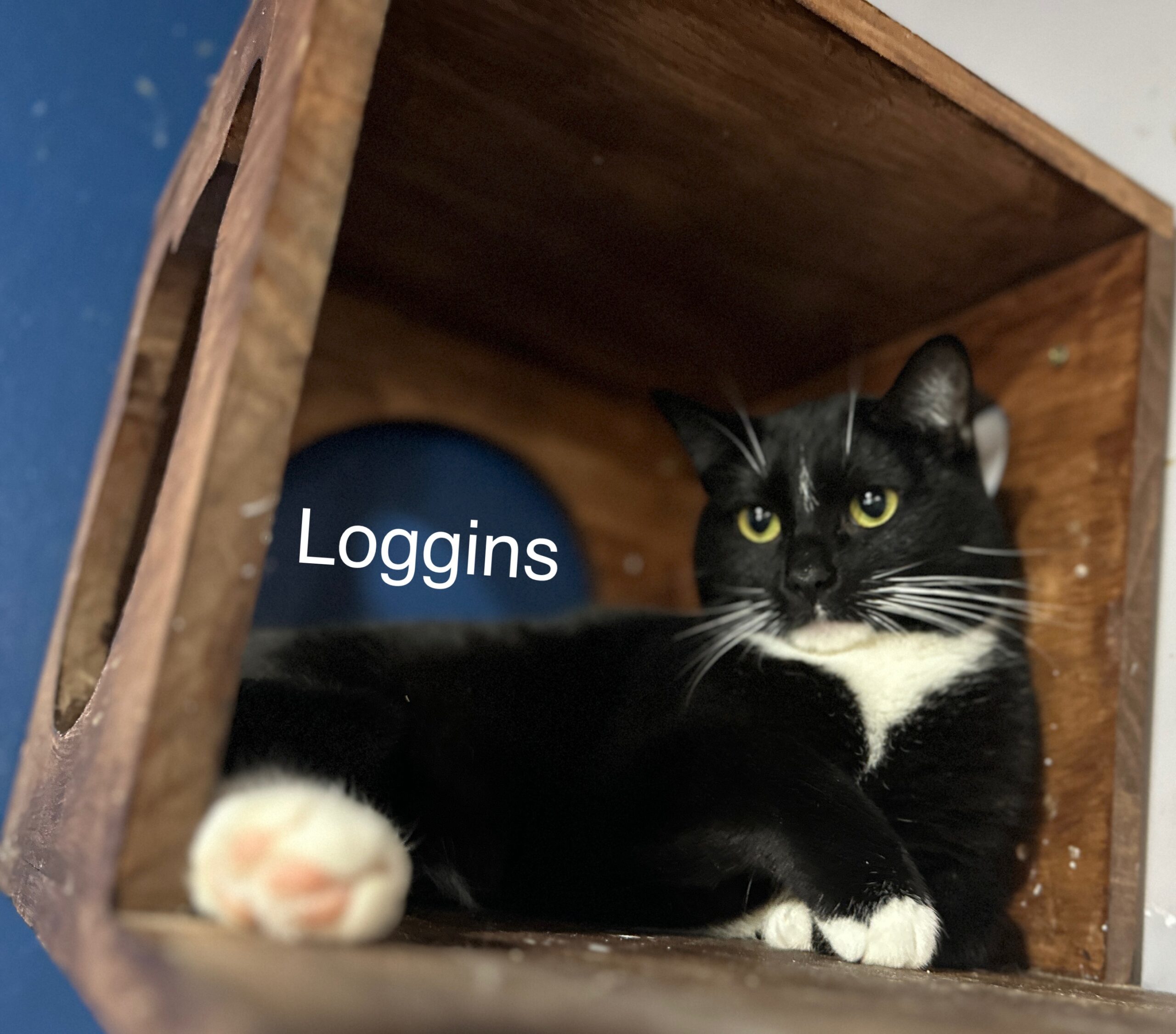 Loggins