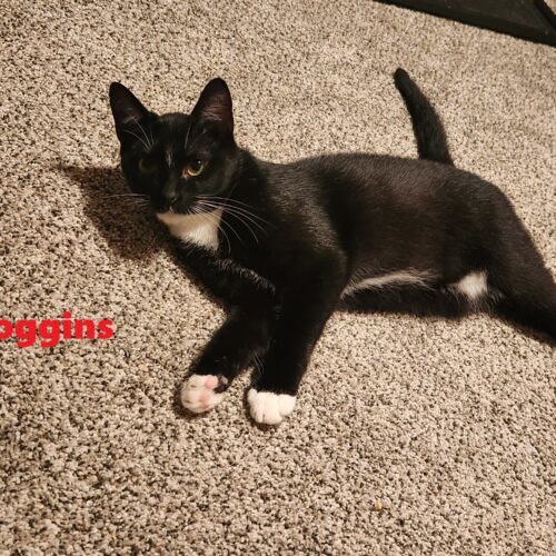 Loggins
