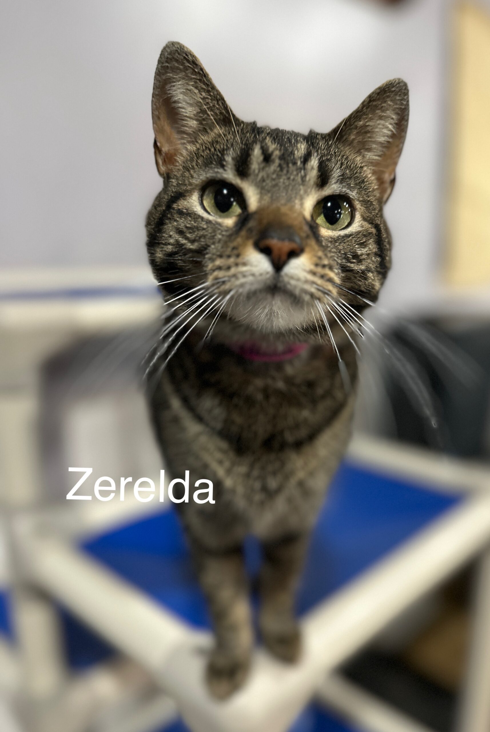 Zerelda James