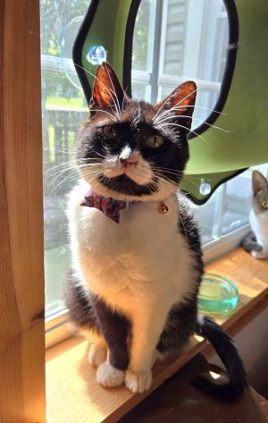 Tate, Adult Female Domestic Short Hair