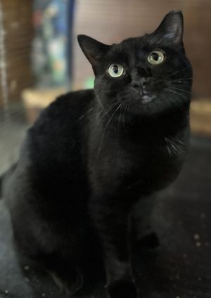 Tefnut, Young Female Domestic Short Hair