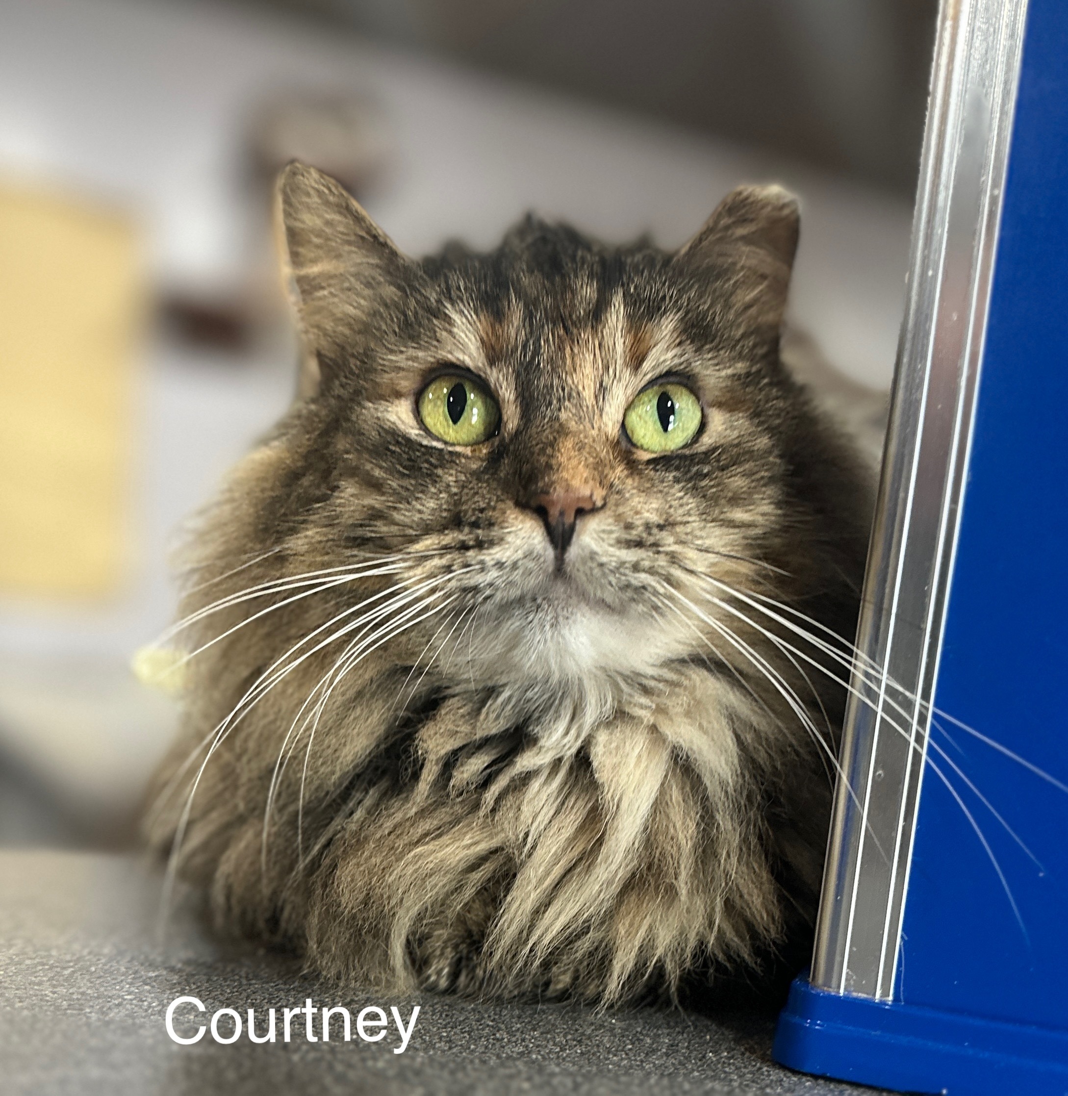 Courtney