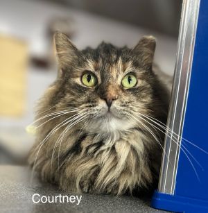 Courtney, Adult Female Domestic Long Hair