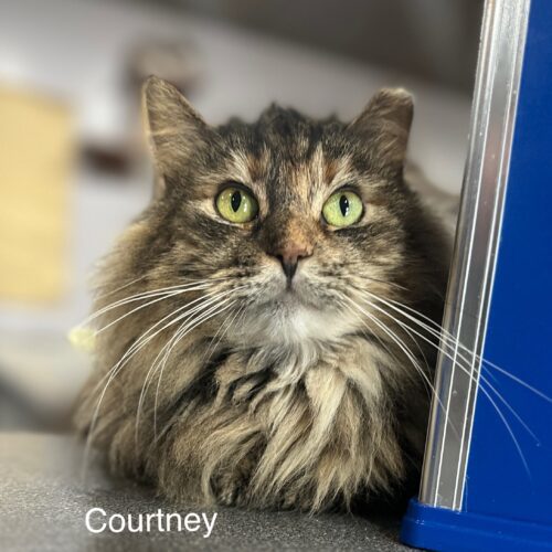Courtney thumbnail 3