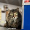 Courtney photo 4