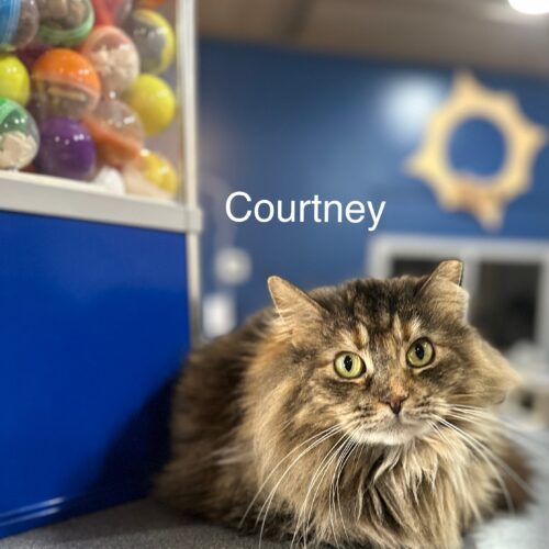 Courtney thumbnail 5