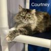 Courtney photo 6