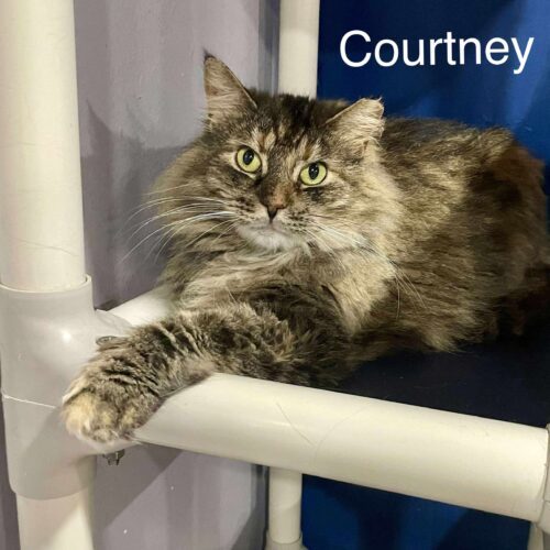 Courtney thumbnail 6