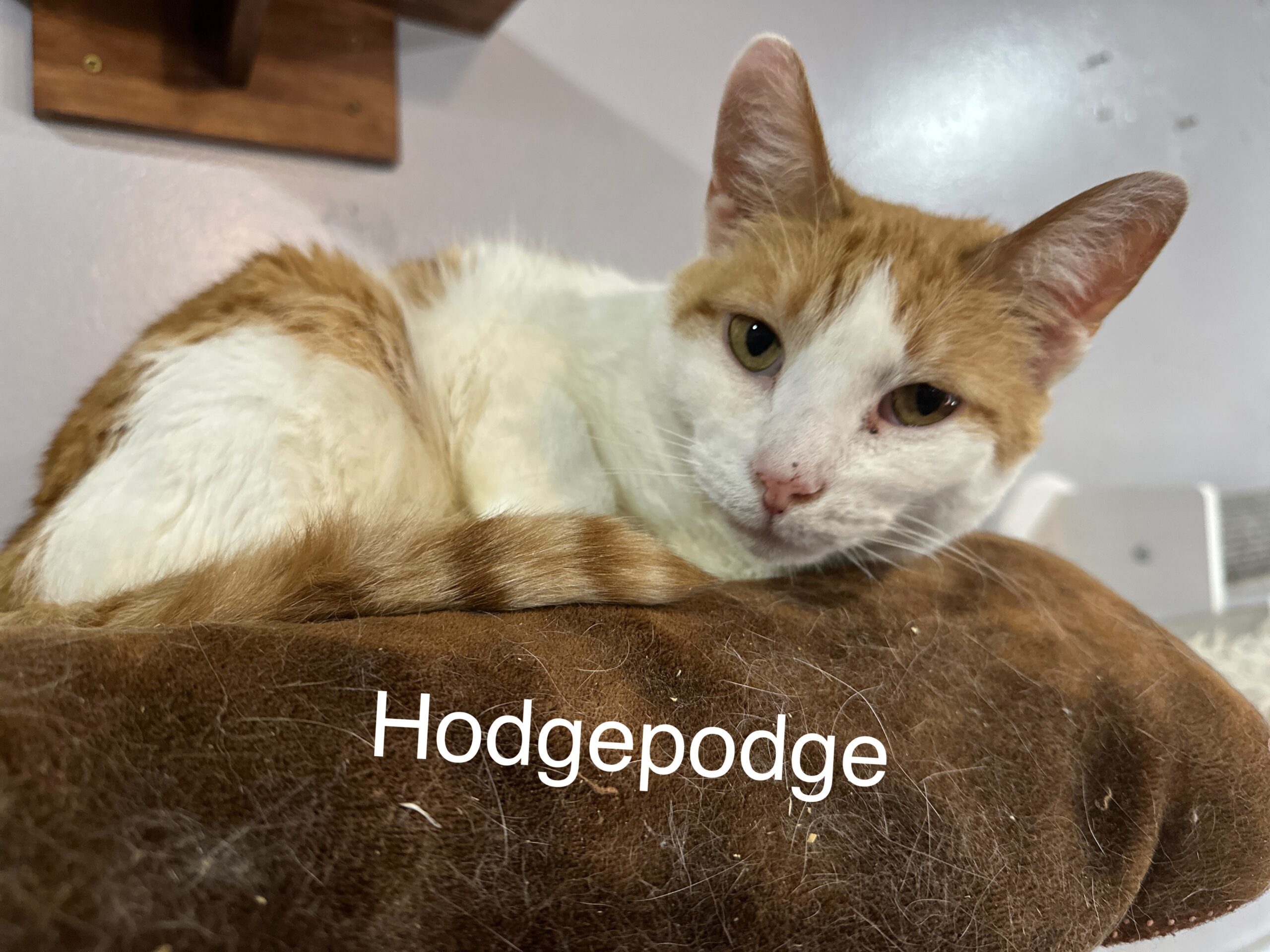 Hodgepodge