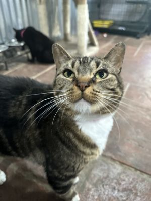 Toodles, Senior Female Domestic Short Hair