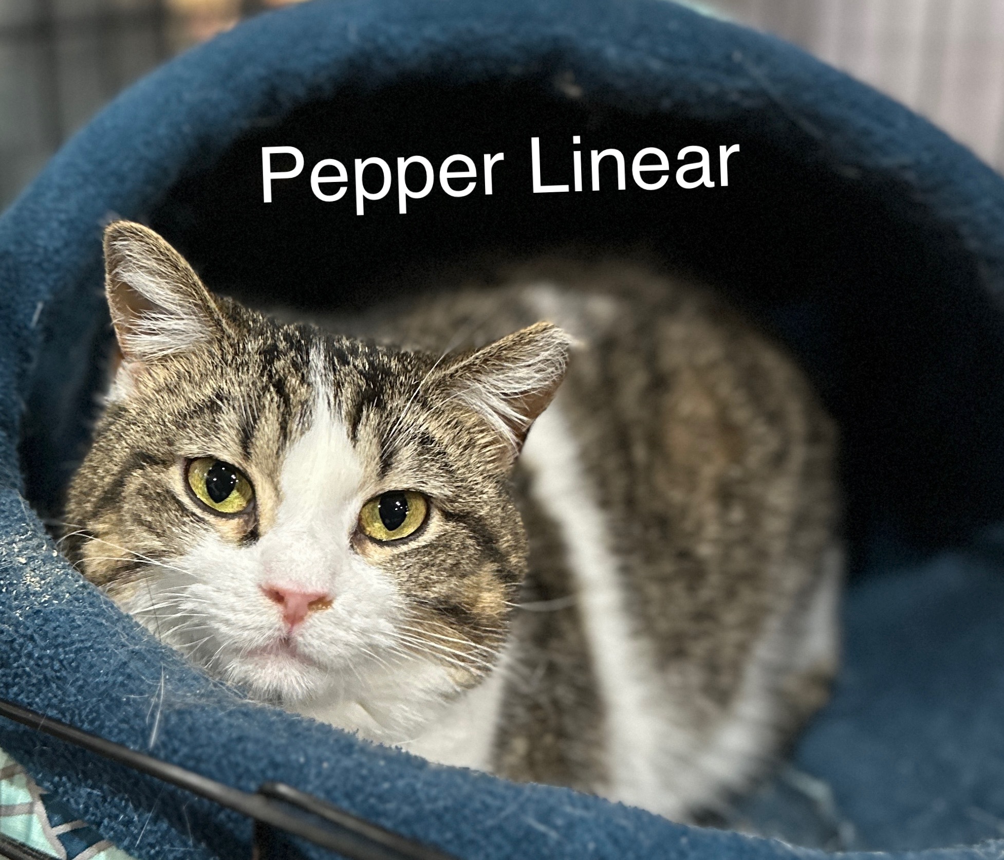 Pepper Linnear