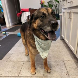 Pear, Senior Male German Shepherd Dog