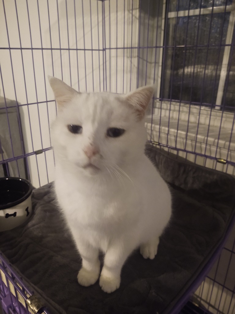 Daisy, an adoptable Domestic Short Hair in El Dorado, AR, 71730 | Photo Image 1