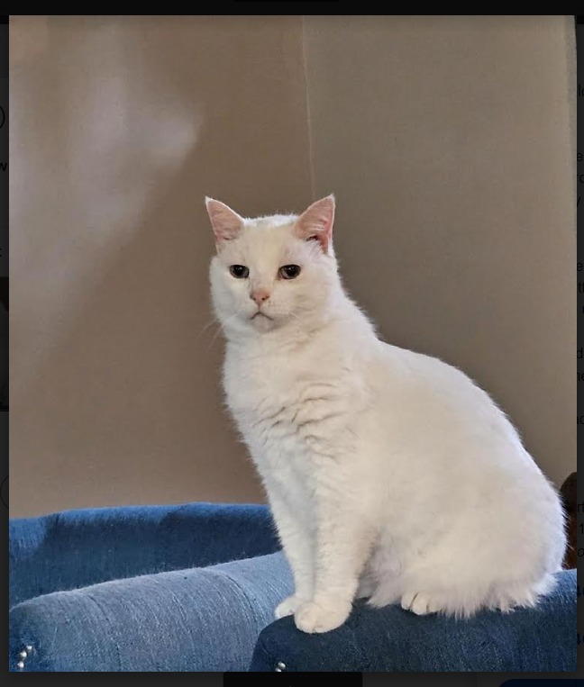 Daisy, an adoptable Domestic Short Hair in El Dorado, AR, 71730 | Photo Image 2