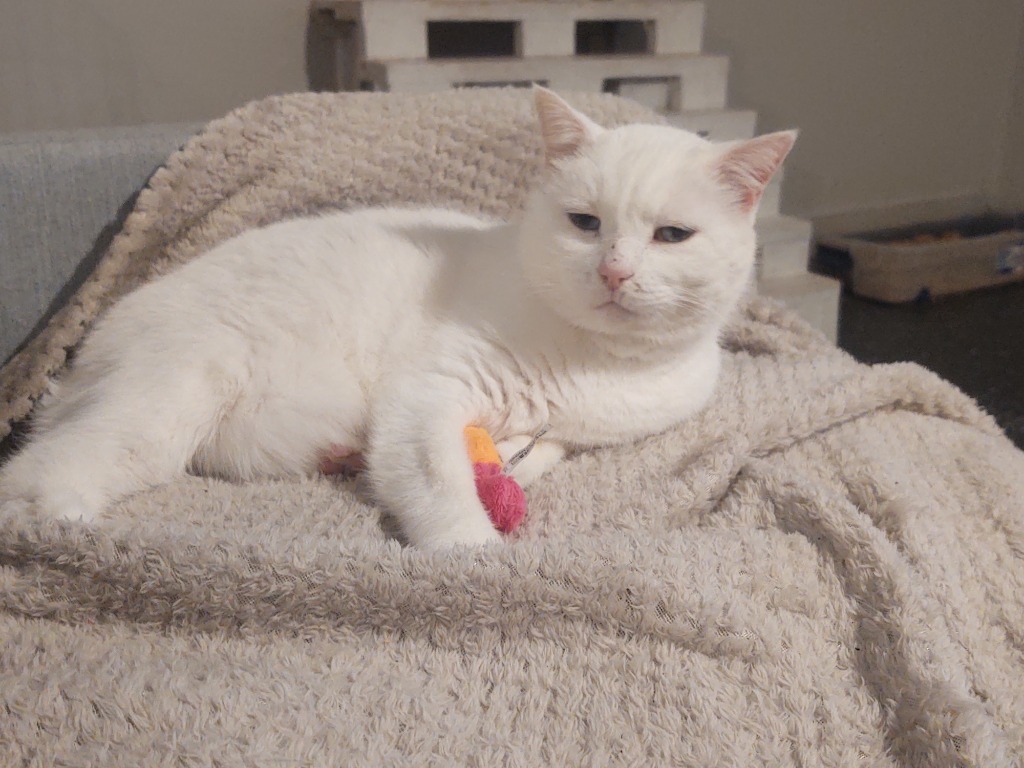 Daisy, an adoptable Domestic Short Hair in El Dorado, AR, 71730 | Photo Image 3