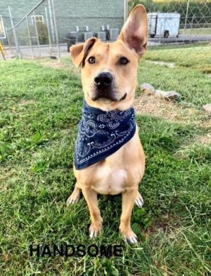 Handsome is as his name says a good looking one year old Carolina Dog mix puppy Hes got a beauti