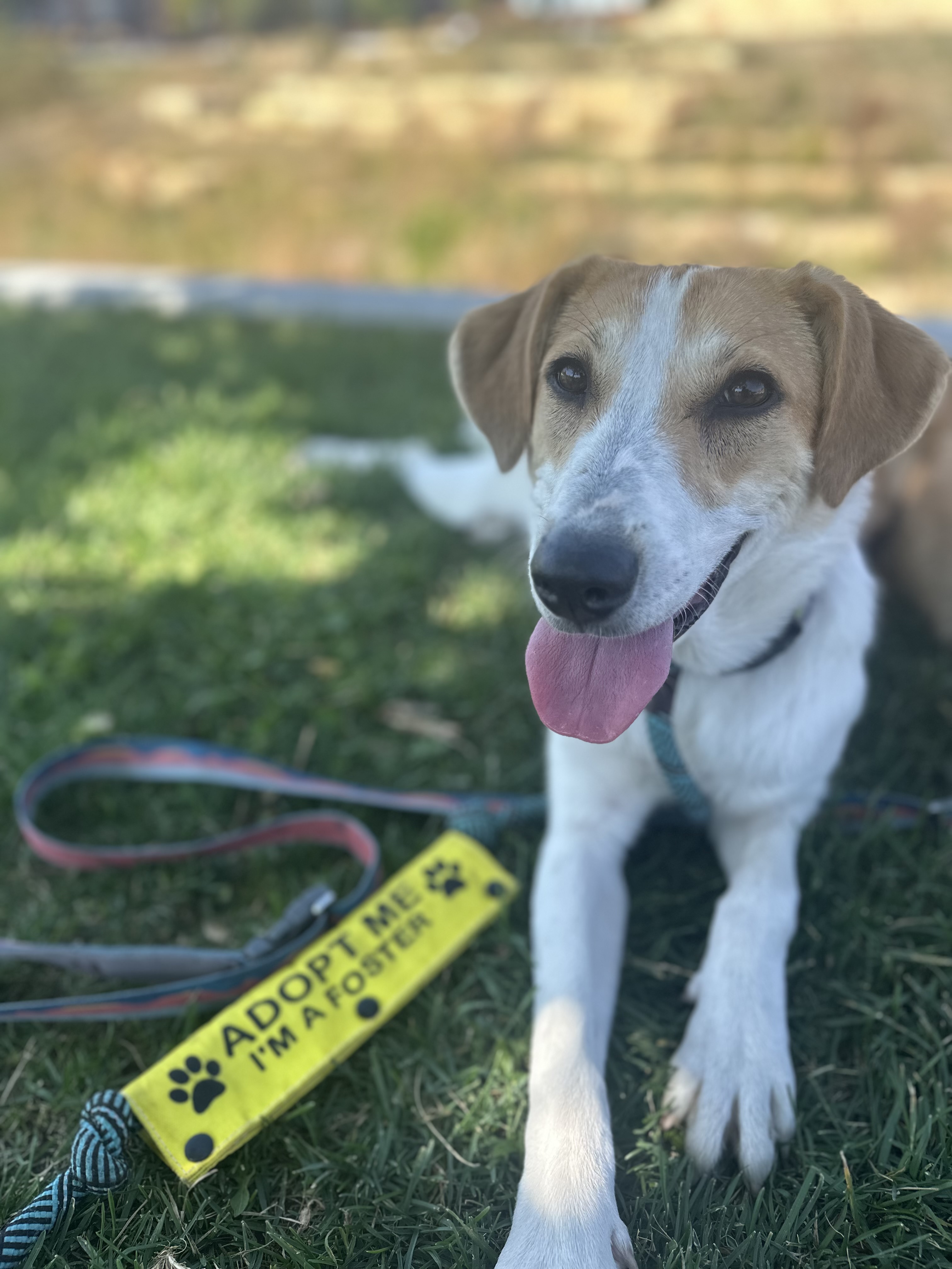 Hazel, an adoptable Hound, Jack Russell Terrier in Windsor, CO, 80550 | Photo Image 1