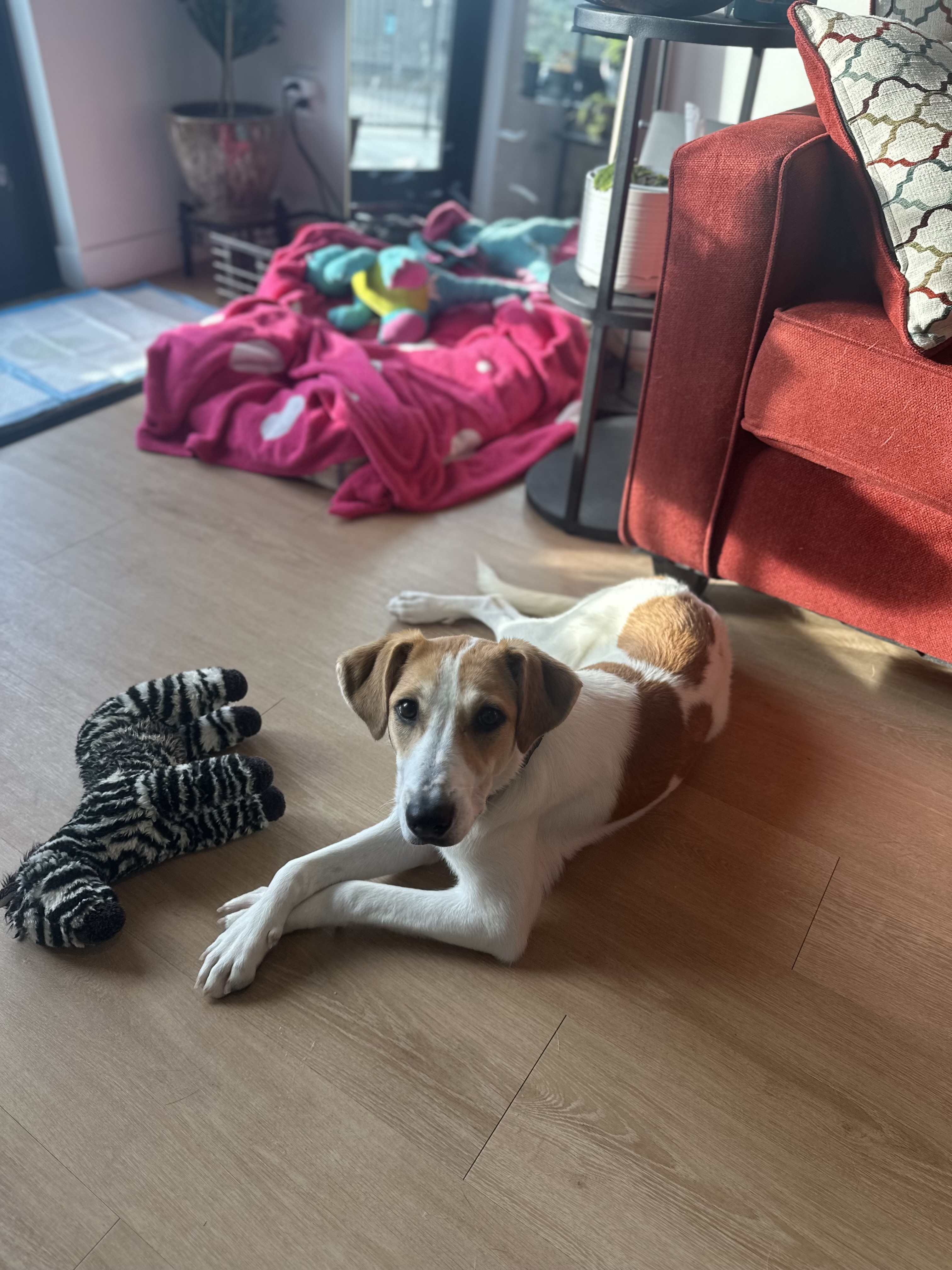 Hazel, an adoptable Hound, Jack Russell Terrier in Windsor, CO, 80550 | Photo Image 2