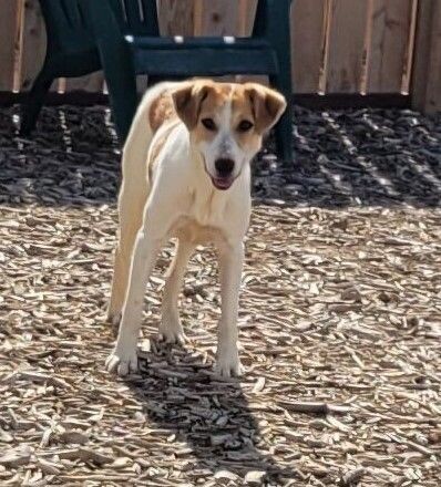 Hazel, an adoptable Hound, Jack Russell Terrier in Windsor, CO, 80550 | Photo Image 3