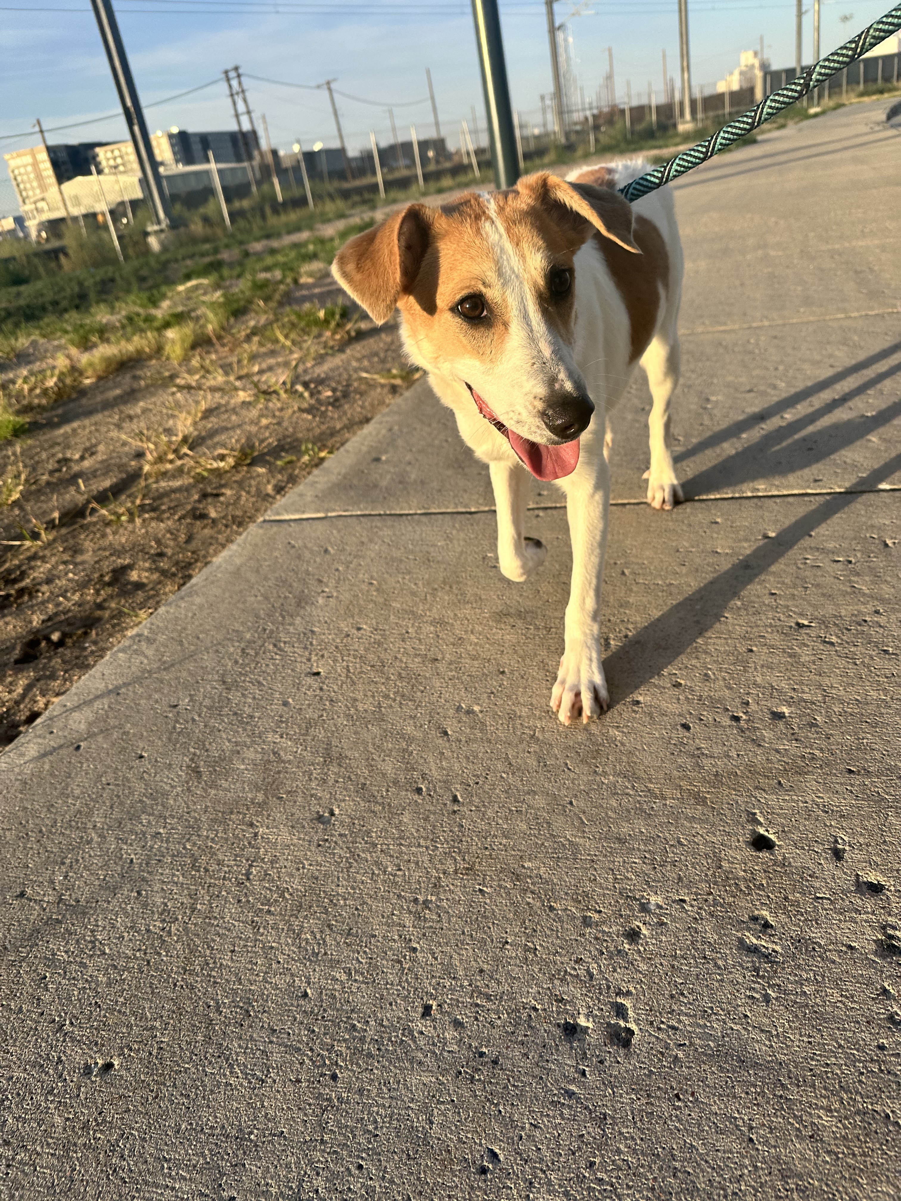 Hazel, an adoptable Hound, Jack Russell Terrier in Windsor, CO, 80550 | Photo Image 6