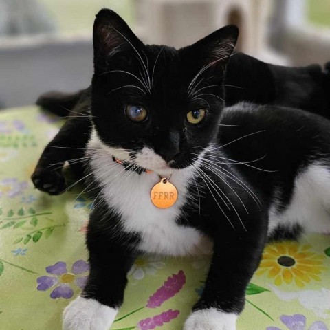 Mort, an adoptable Domestic Short Hair in Bismarck, ND, 58507 | Photo Image 1