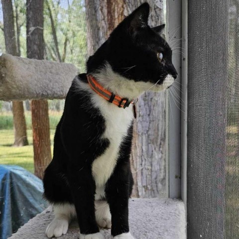 Mort, an adoptable Domestic Short Hair in Bismarck, ND, 58507 | Photo Image 2