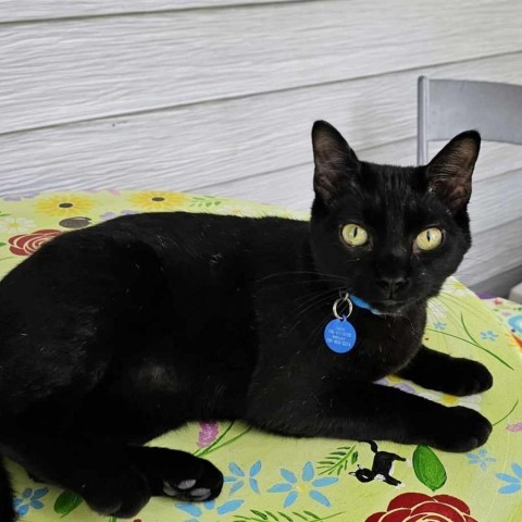 King Jullian, an adoptable Domestic Short Hair in Bismarck, ND, 58507 | Photo Image 1