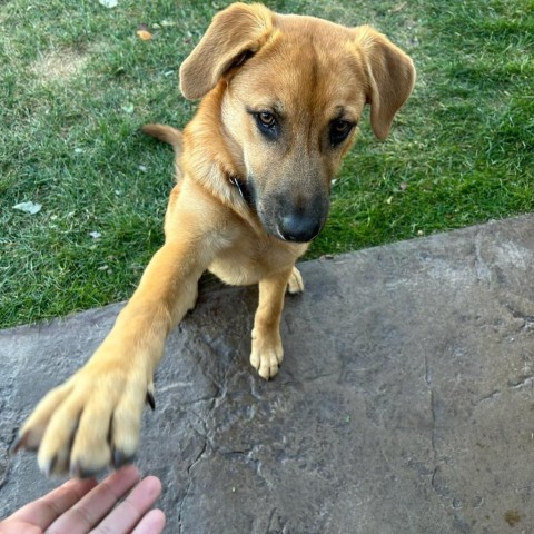 Scooby, an adoptable Mixed Breed in Bismarck, ND, 58507 | Photo Image 1