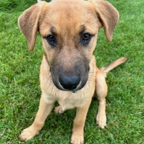 Scooby, an adoptable Mixed Breed in Bismarck, ND, 58507 | Photo Image 2