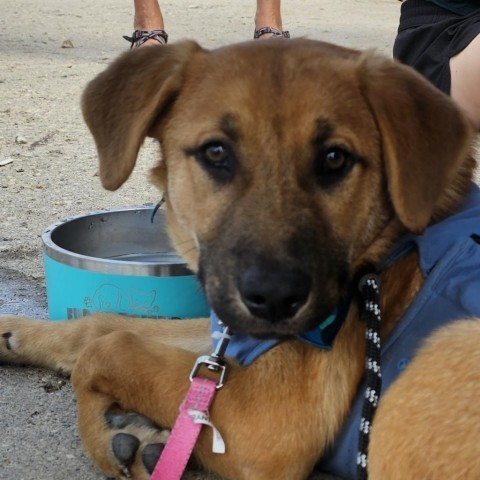 Louise, an adoptable Mixed Breed in Bismarck, ND, 58507 | Photo Image 4