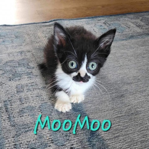 Moo Moo