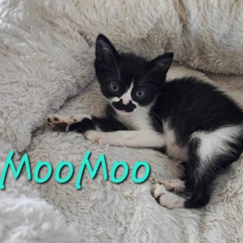 Moo Moo