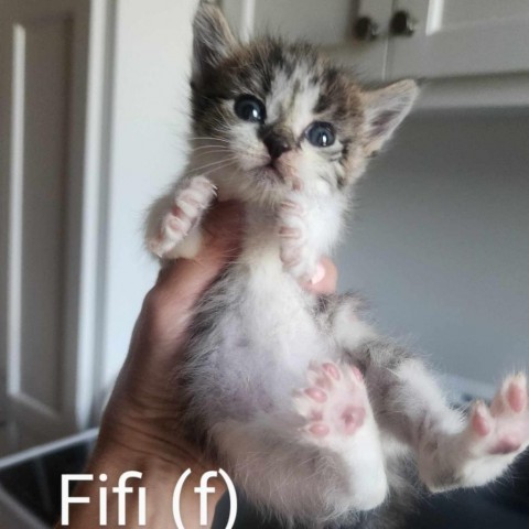 Fifi