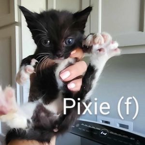 Pixie