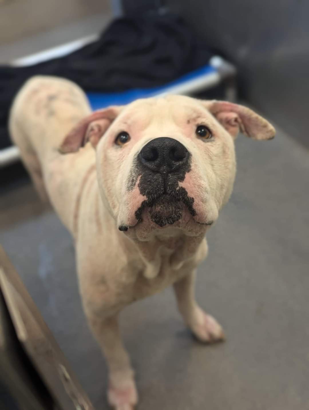 Bear, an adoptable Pit Bull Terrier in Arlee, MT, 59821 | Photo Image 1