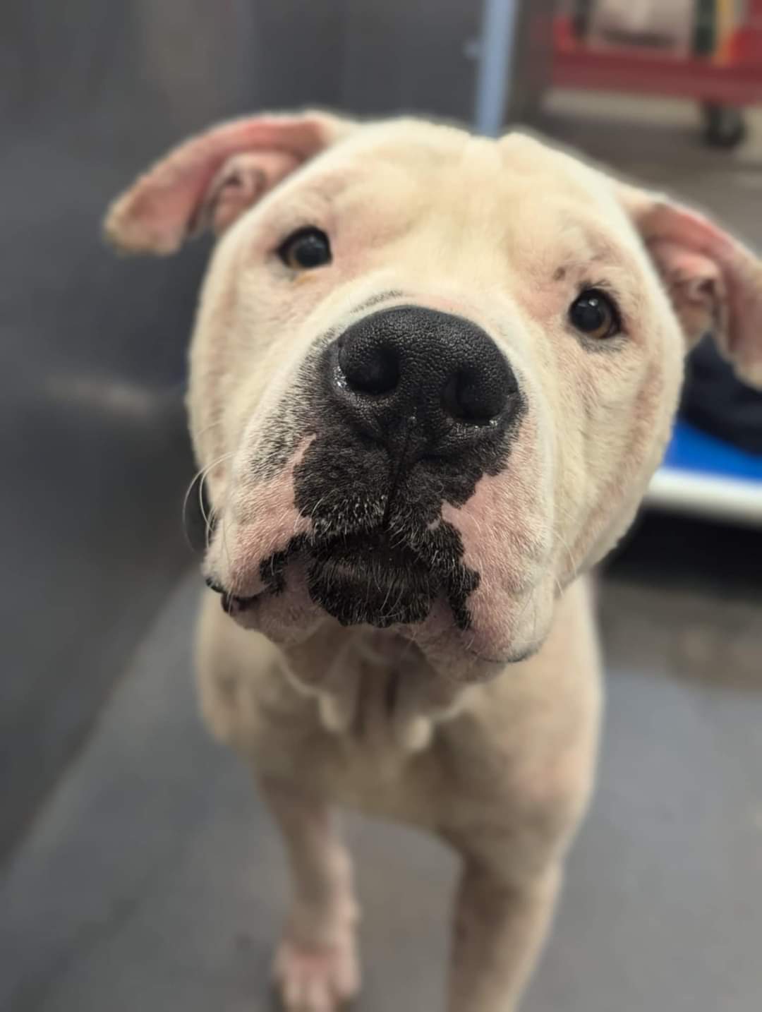 Bear, an adoptable Pit Bull Terrier in Arlee, MT, 59821 | Photo Image 2