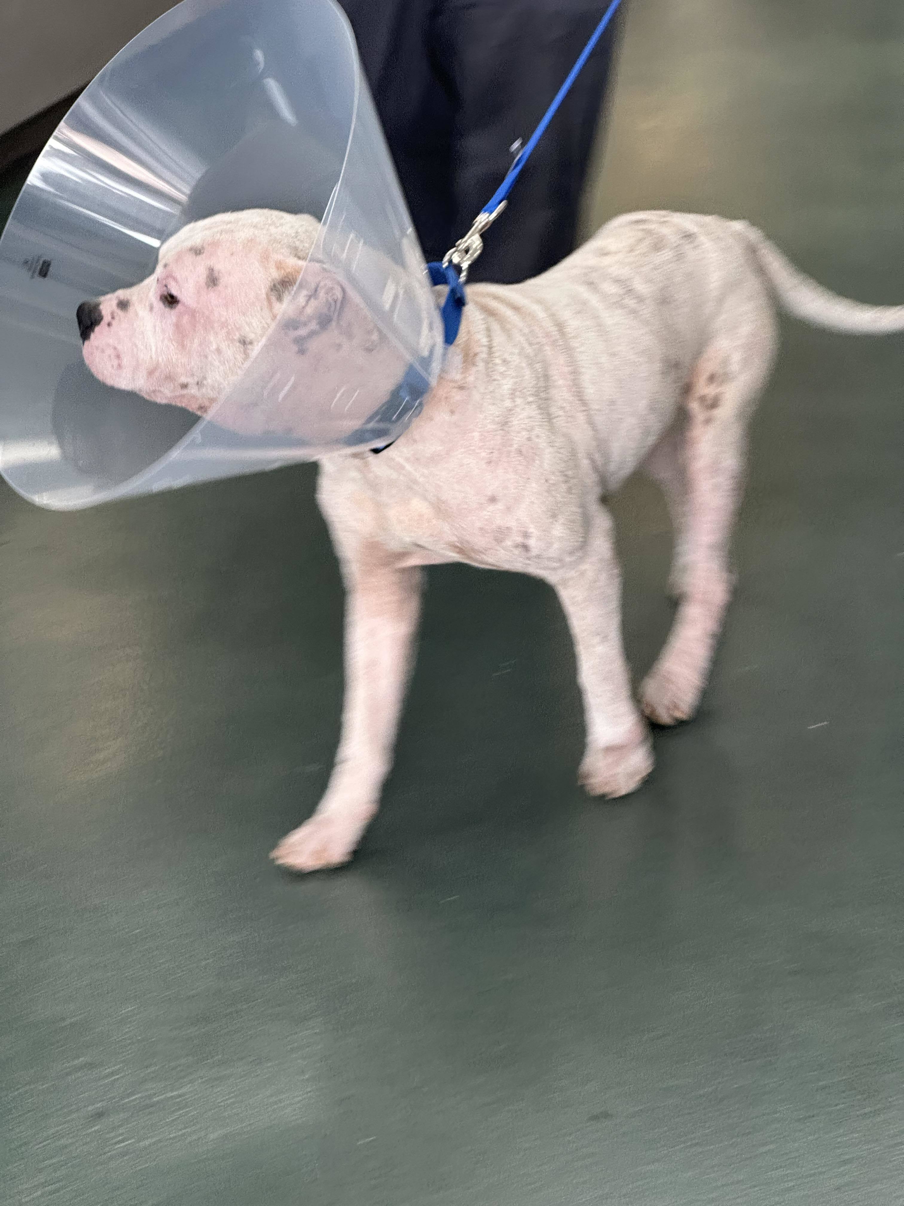 Bear, an adoptable Pit Bull Terrier in Arlee, MT, 59821 | Photo Image 3