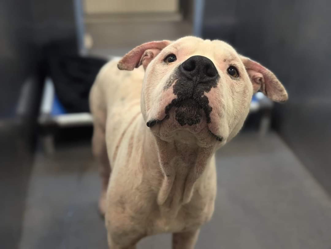 Bear, an adoptable Pit Bull Terrier in Arlee, MT, 59821 | Photo Image 4