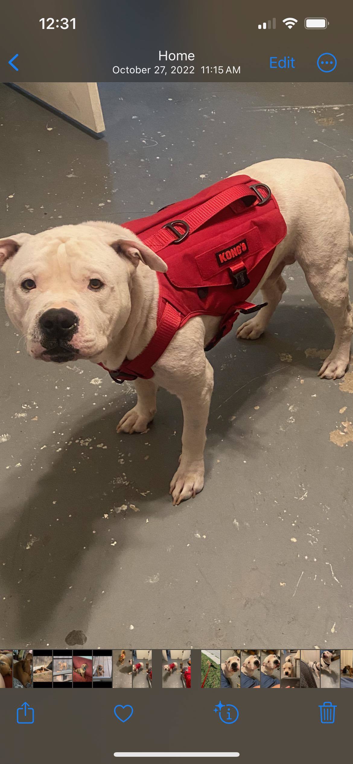 Bear, an adoptable Pit Bull Terrier in Arlee, MT, 59821 | Photo Image 5