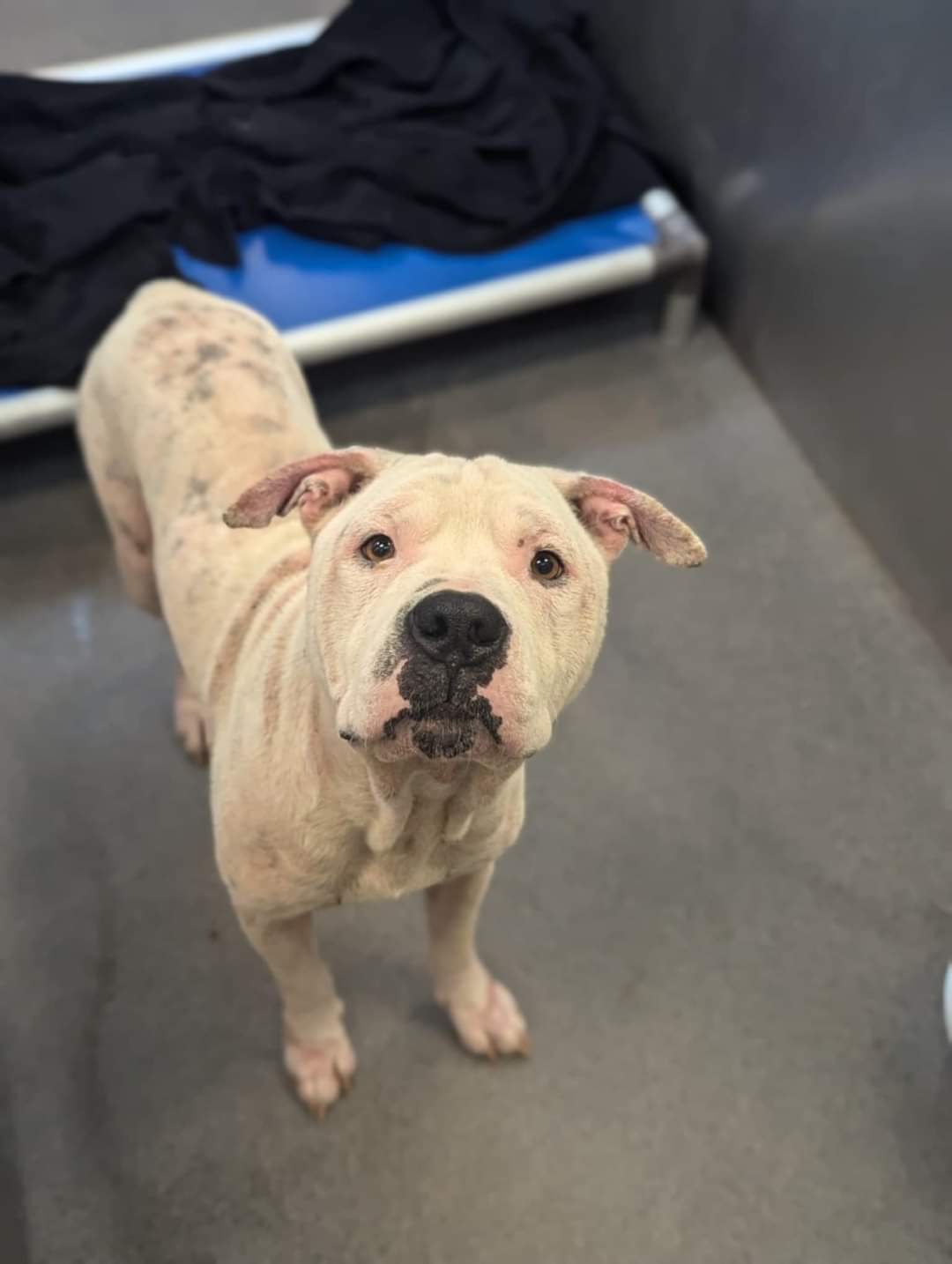 Bear, an adoptable Pit Bull Terrier in Arlee, MT, 59821 | Photo Image 6