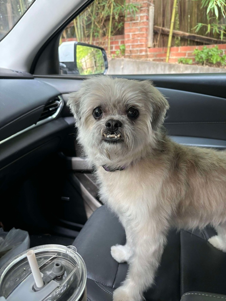 Frankie, an adoptable Shih Tzu, Maltese in Waxhaw, NC, 28173 | Photo Image 1