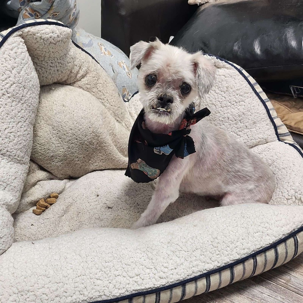 Frankie, an adoptable Shih Tzu, Maltese in Waxhaw, NC, 28173 | Photo Image 2