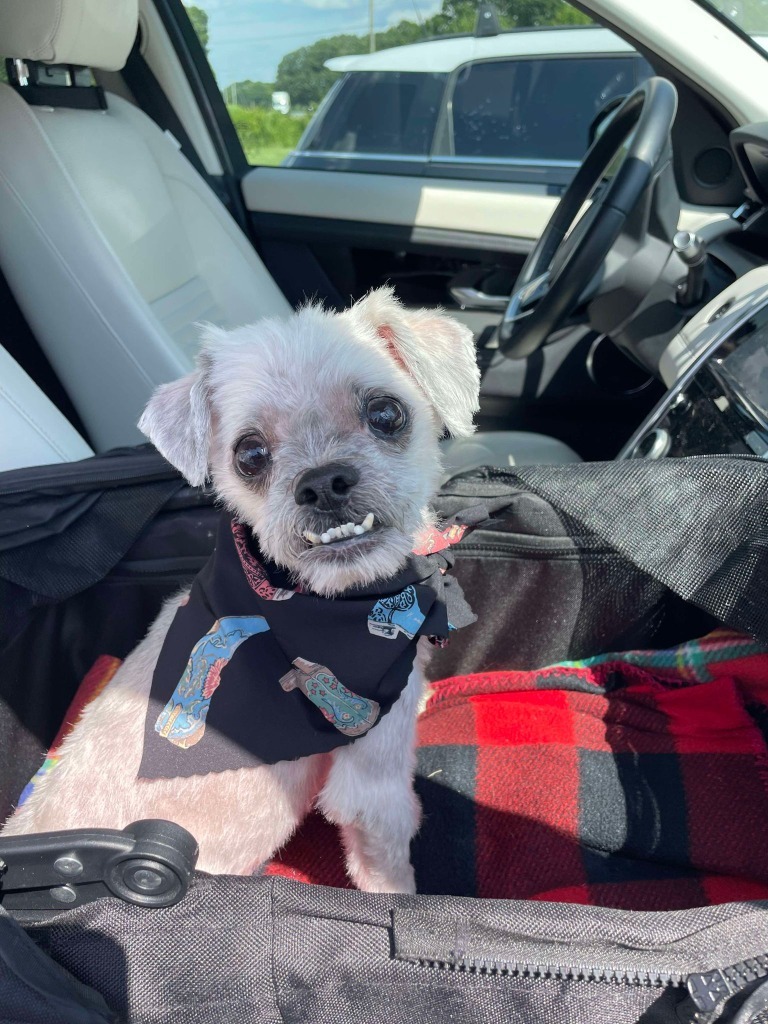 Frankie, an adoptable Shih Tzu, Maltese in Waxhaw, NC, 28173 | Photo Image 3